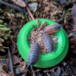 The Complete Isopod and Springtail Super Food