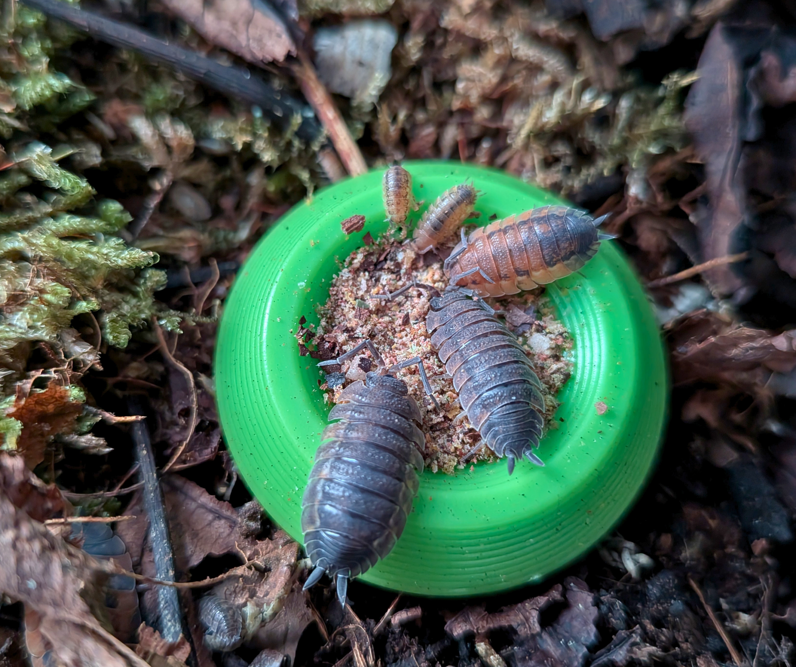 The Complete Isopod and Springtail Super Food
