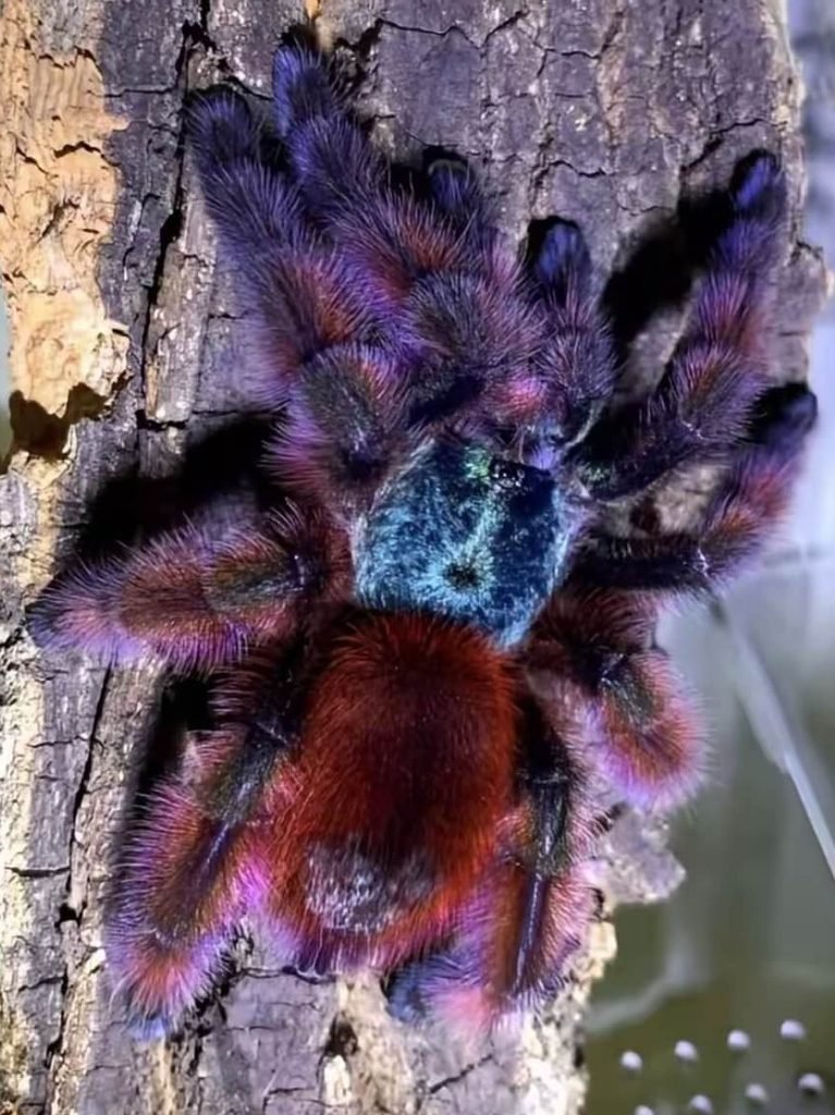 Caribena versicolor - Martinique Pink Toe.
Link to product page