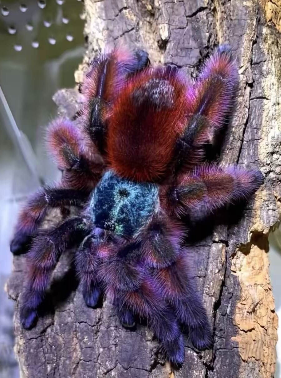 Caribena versicolor