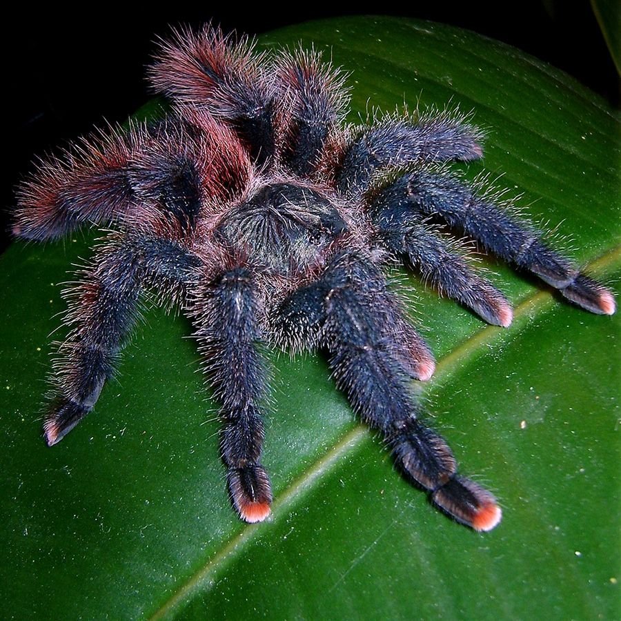 Avicularia Up in the Trees