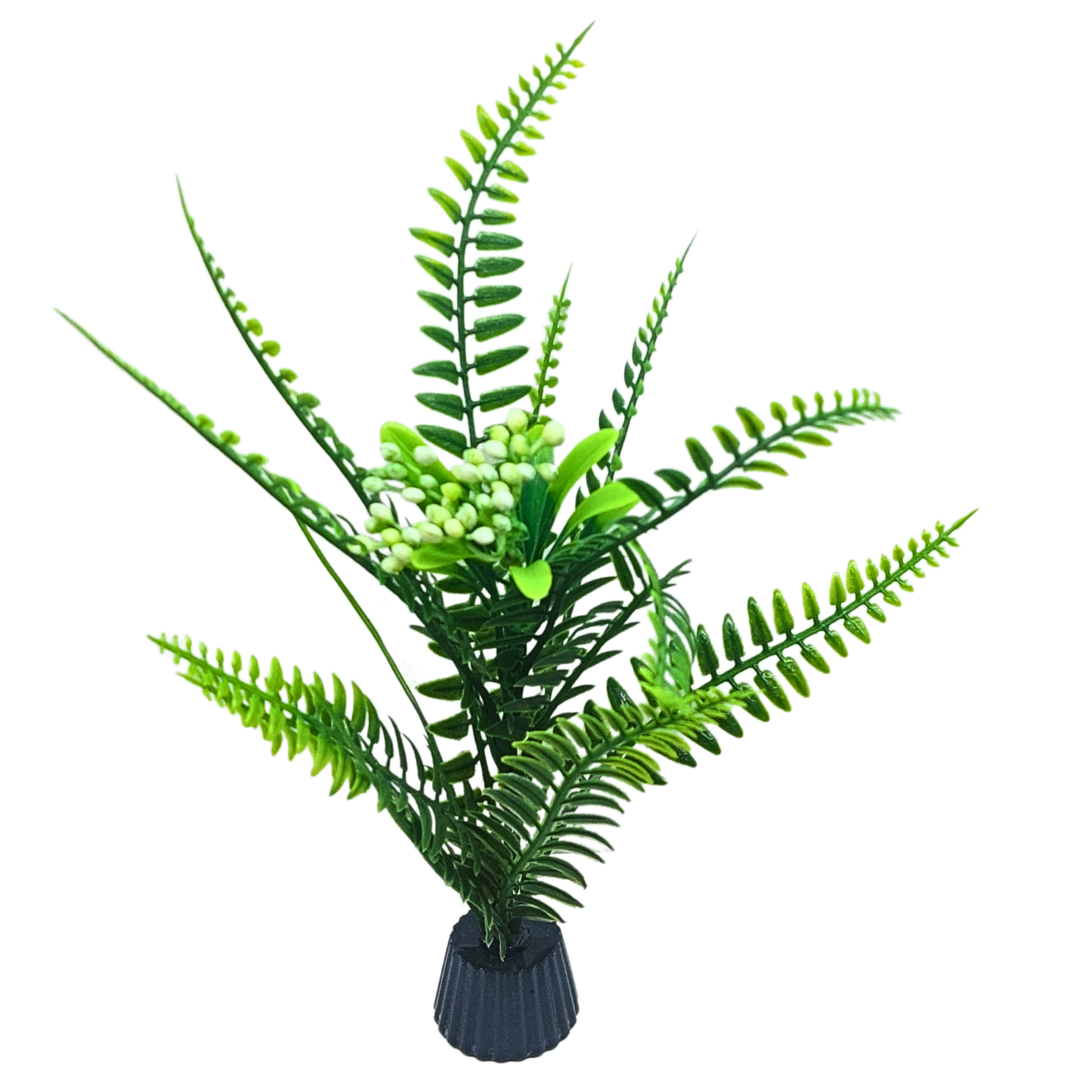 Green berry fern