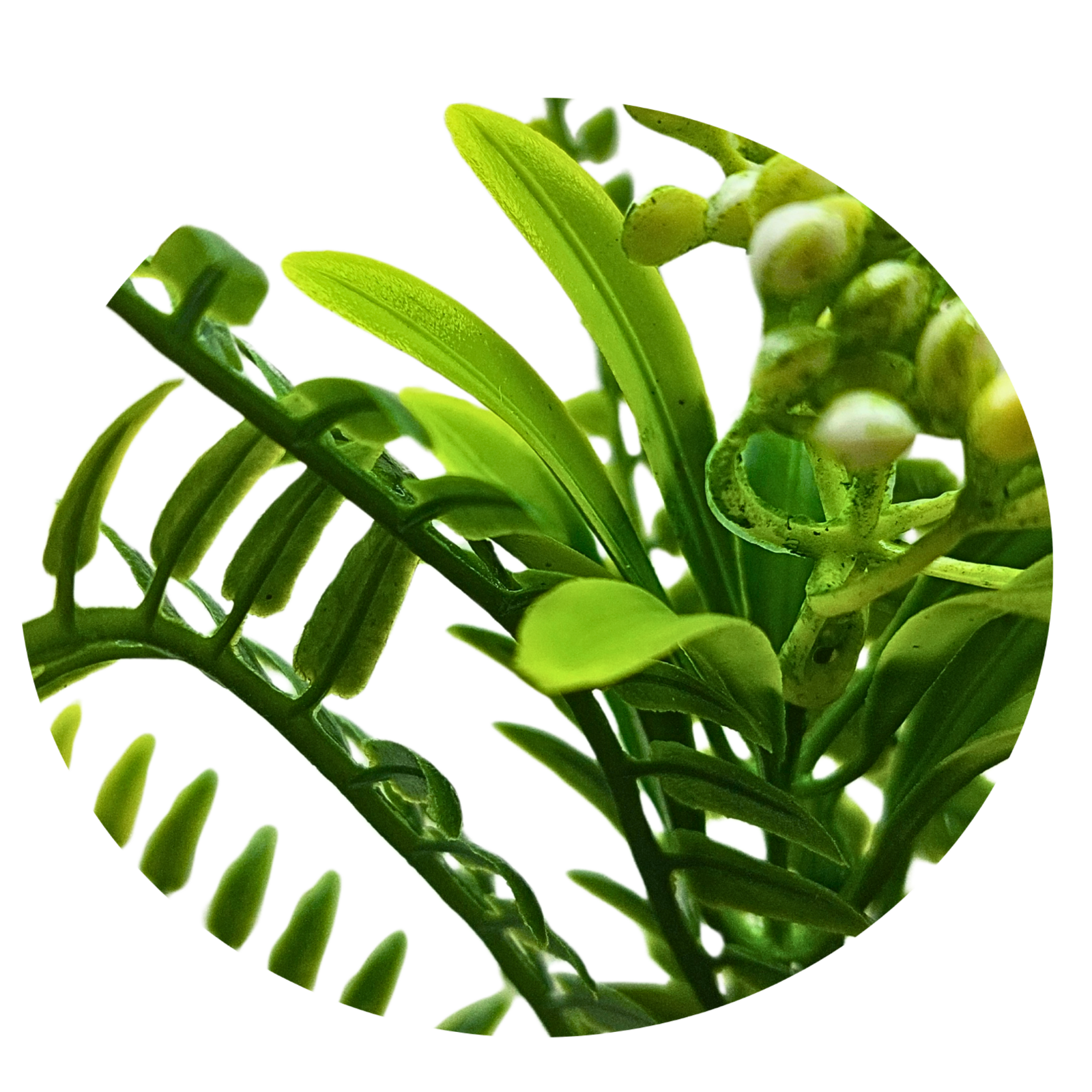 Green berry fern - Image 3
