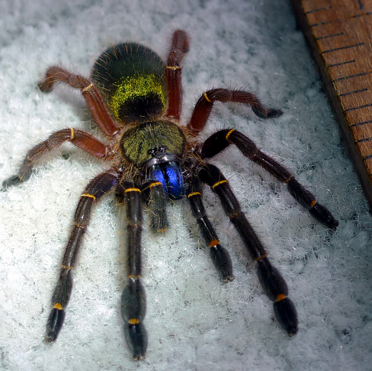 Ephebopus uatuman - Emerald Skeleton (4cm)
