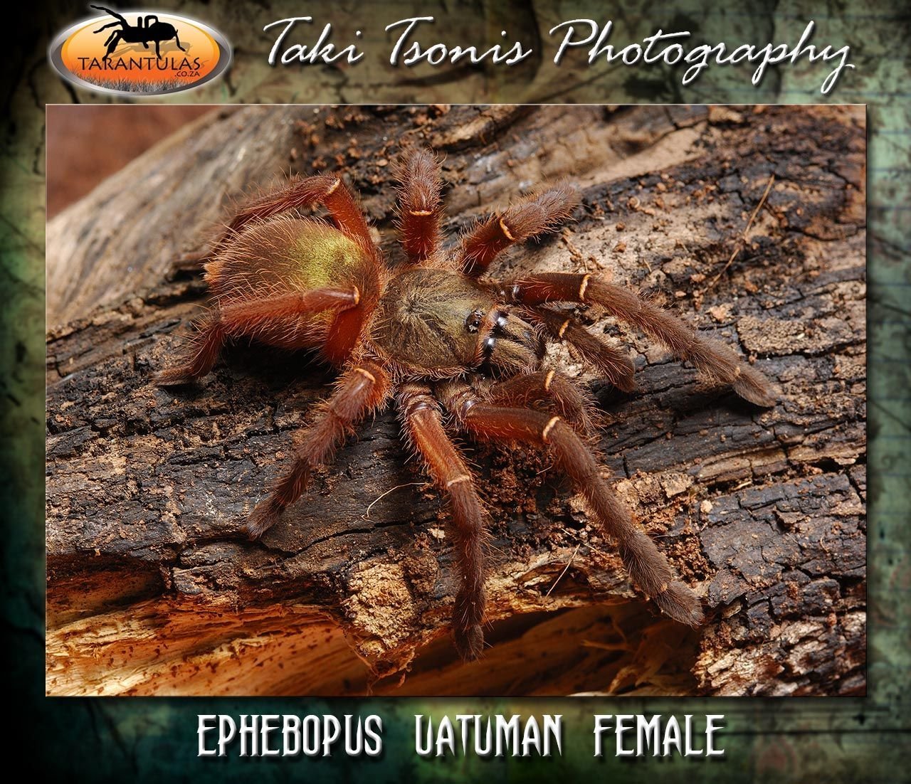 Ephebopus uatuman - Emerald Skeleton (4cm) - Image 3