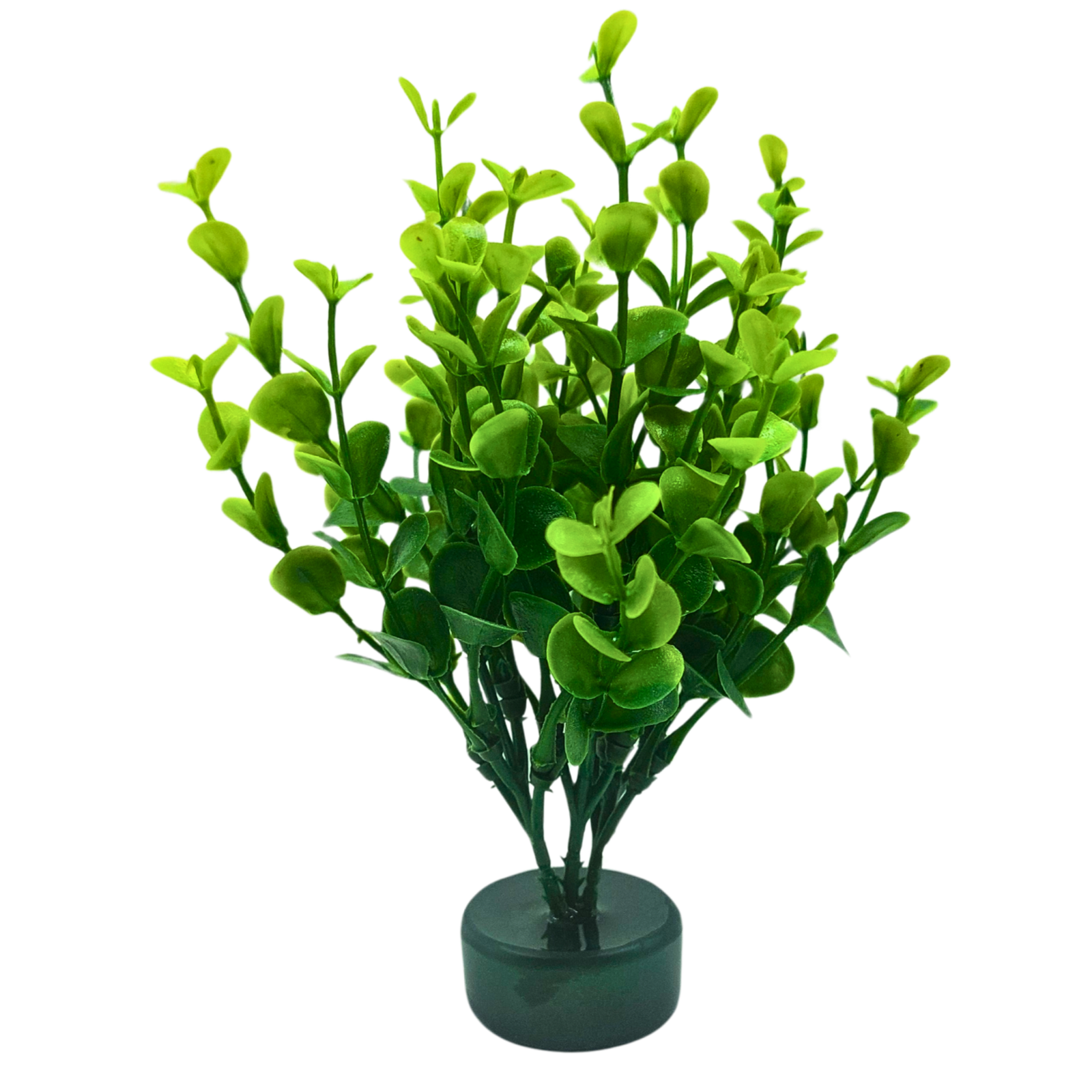 Eucalyptus shrub