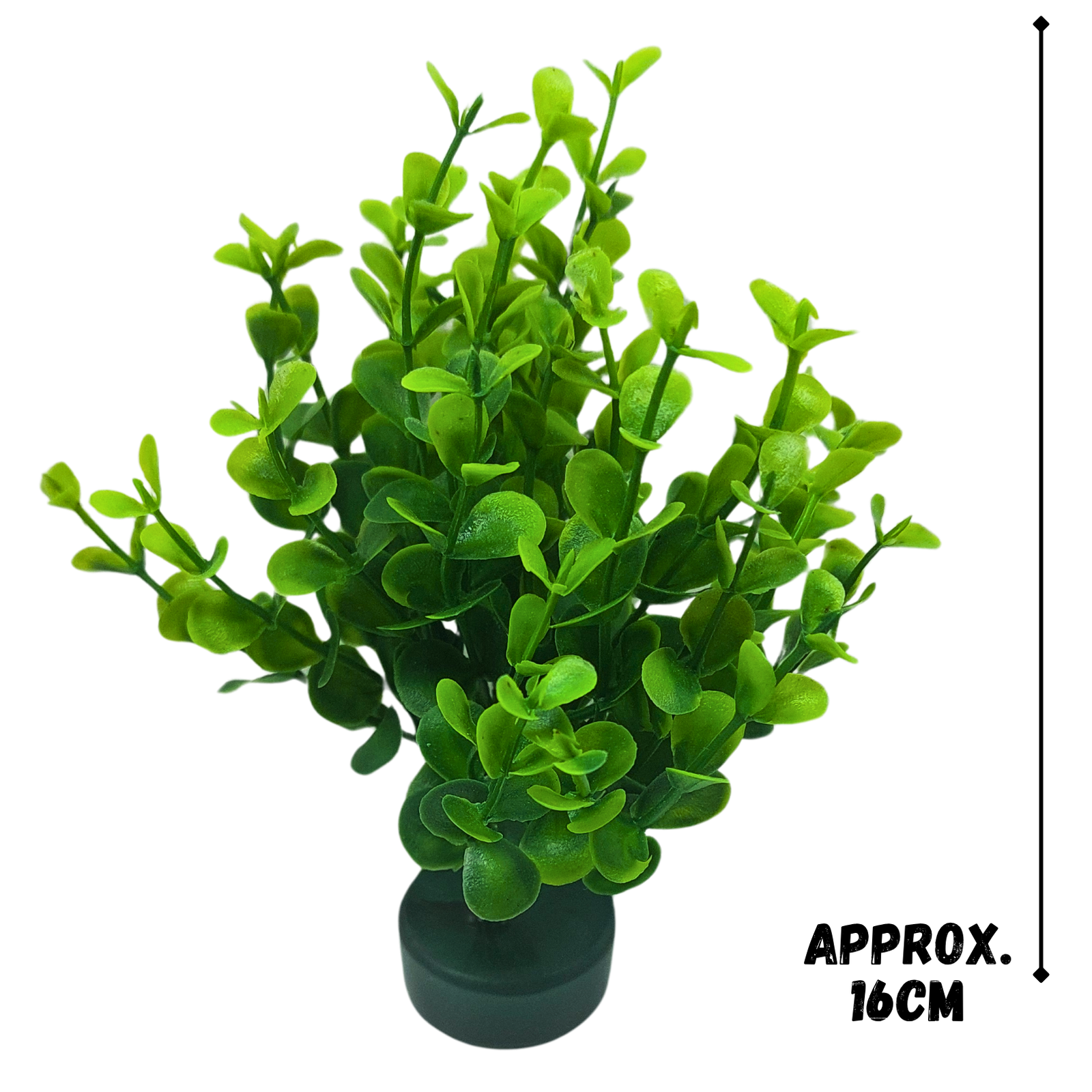 Eucalyptus shrub - Image 2