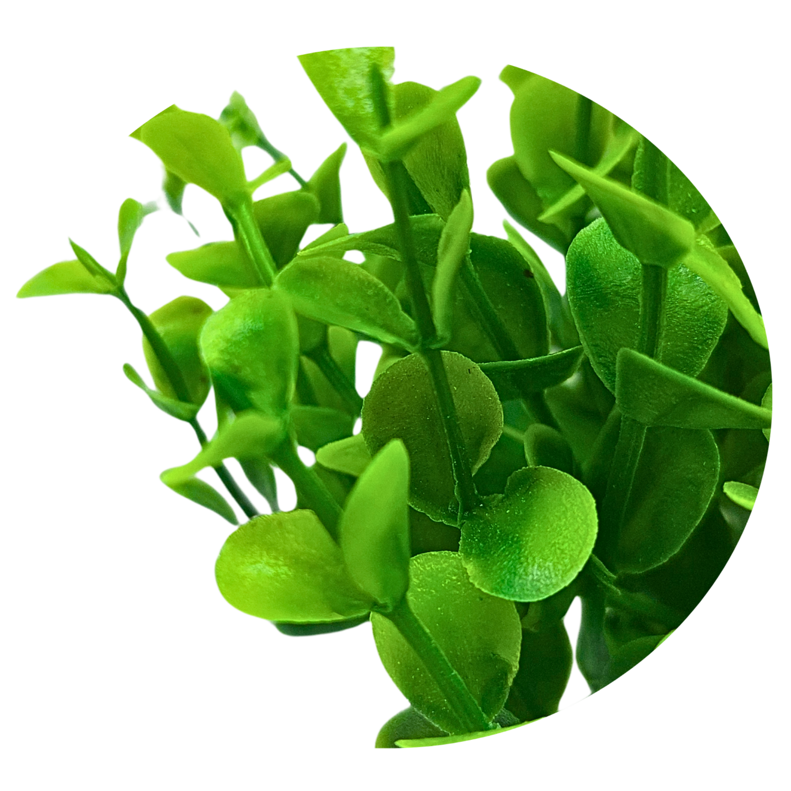 Eucalyptus shrub - Image 3