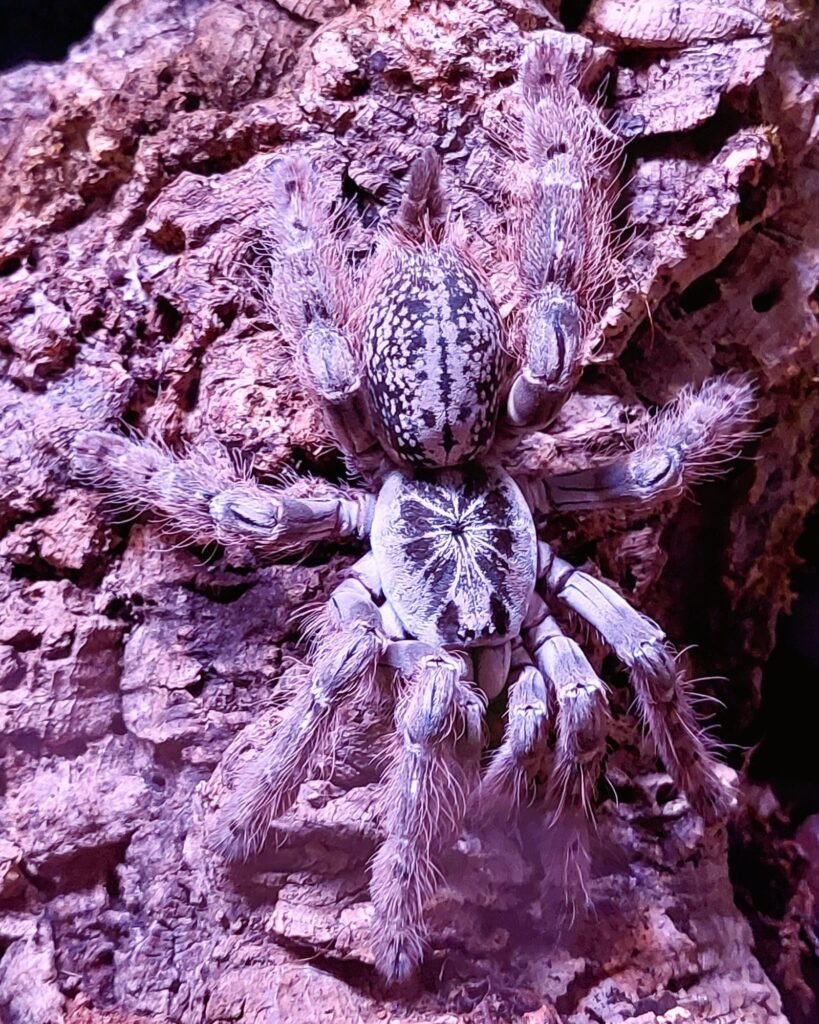 Heteroscodra maculata