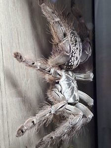 Heteroscodra maculata - Togo Starburst.
Link to product page