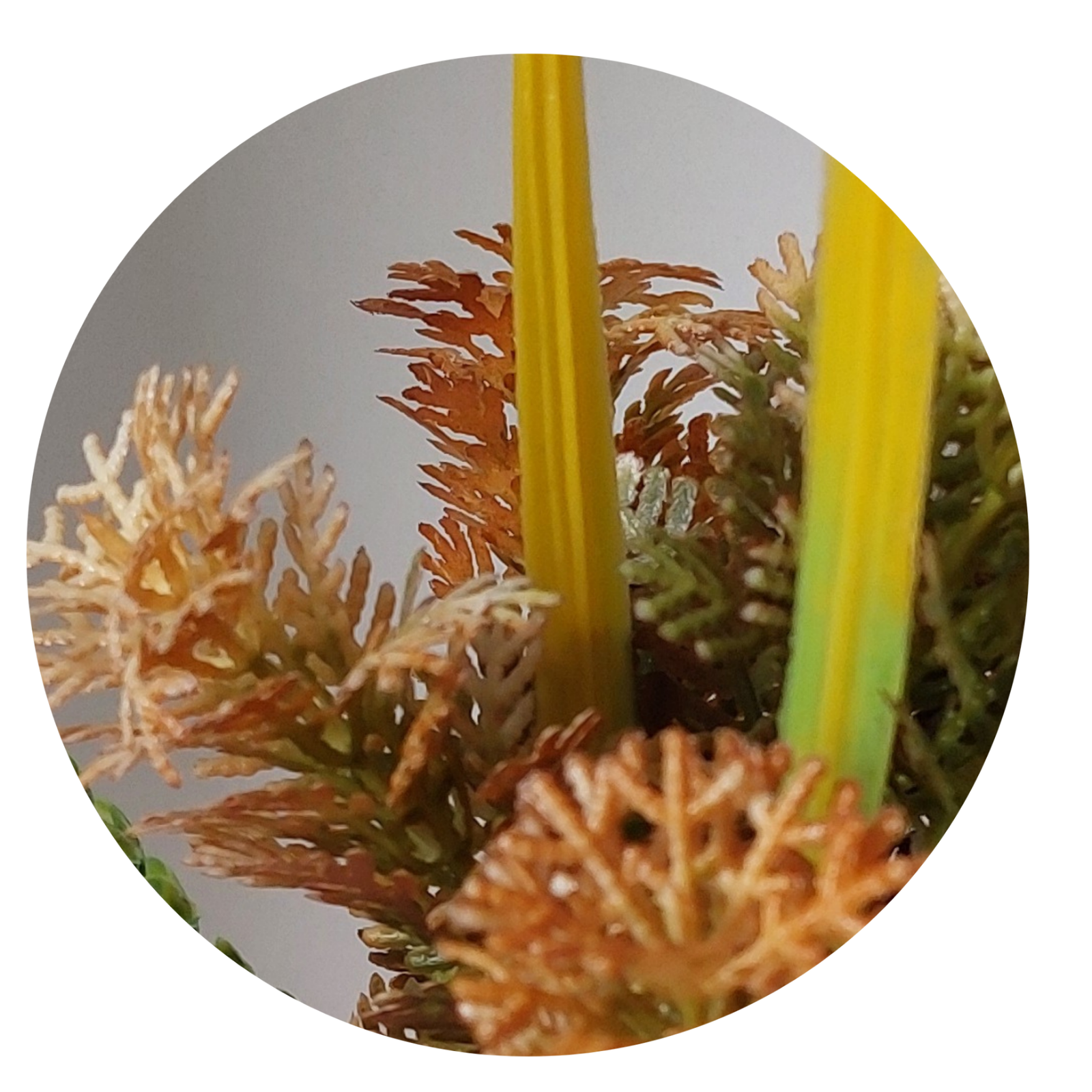 Orange bloom fern - Image 3