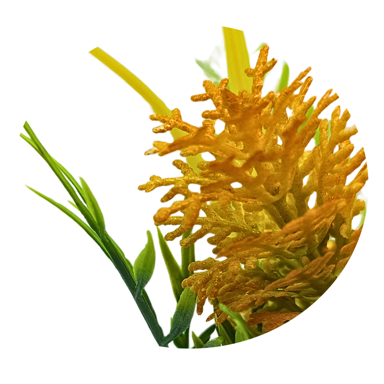 Orange bloom bush-small - Image 3