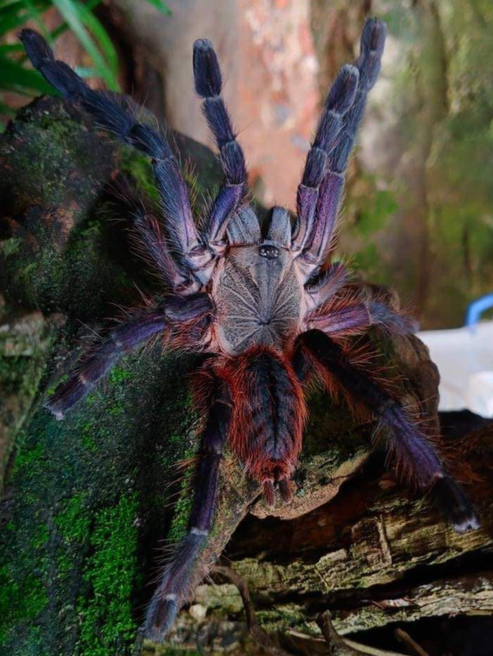 Ornithoctoninae sp. Phan Cay Red - Phan Cay Red.
Link. to product page