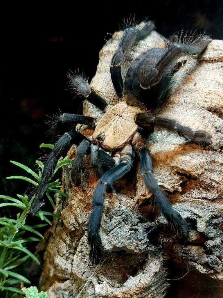 Phormingochilus hatihati