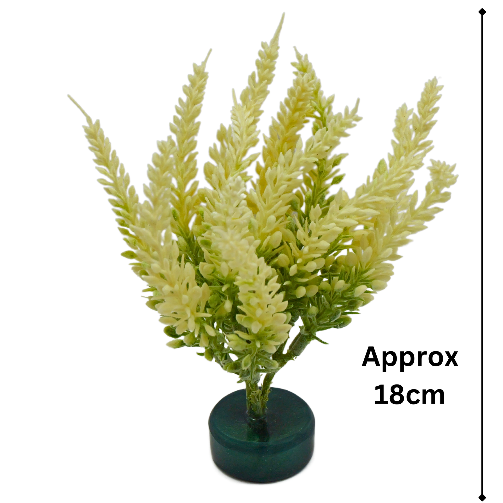 Yellow lavender - Image 2