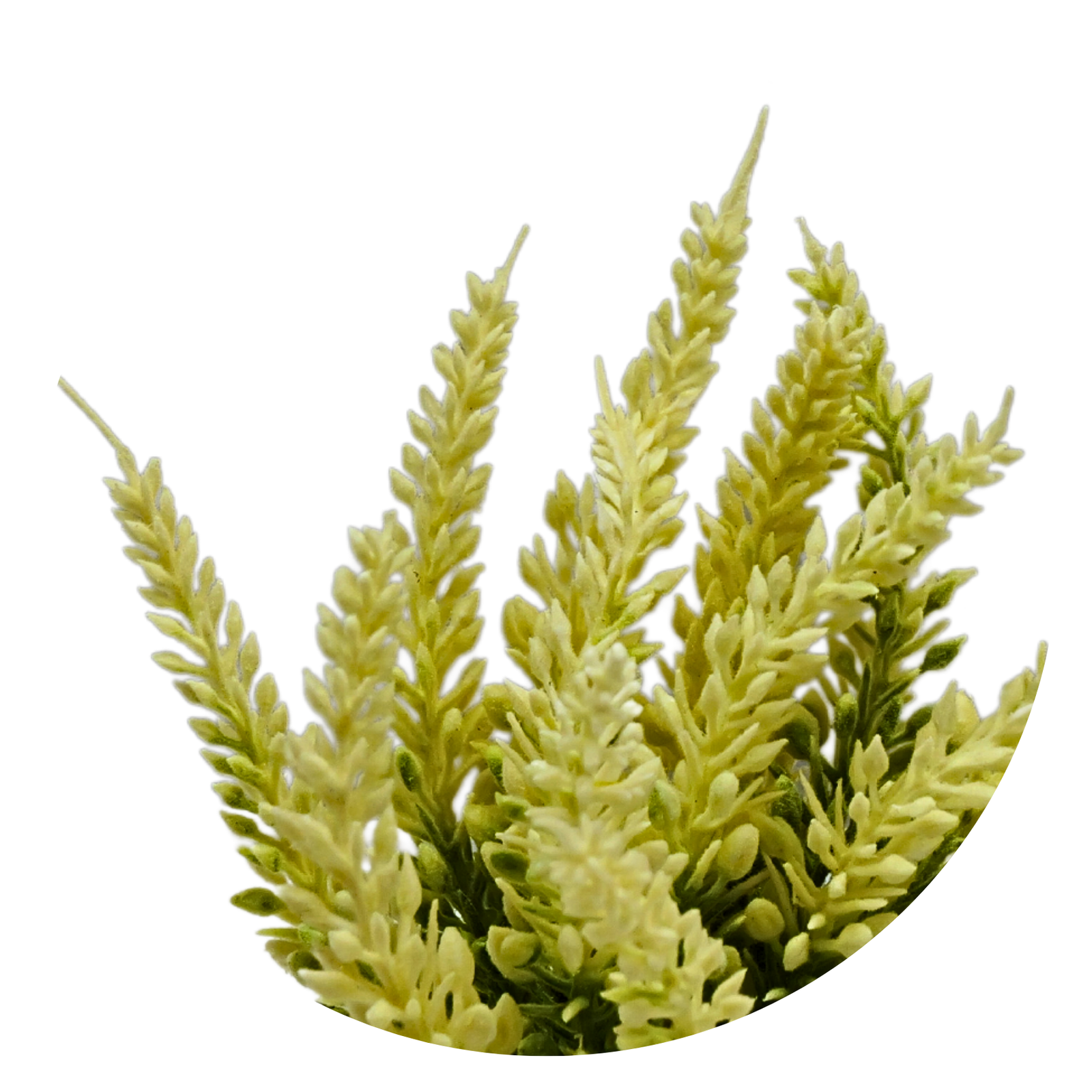Yellow lavender - Image 3