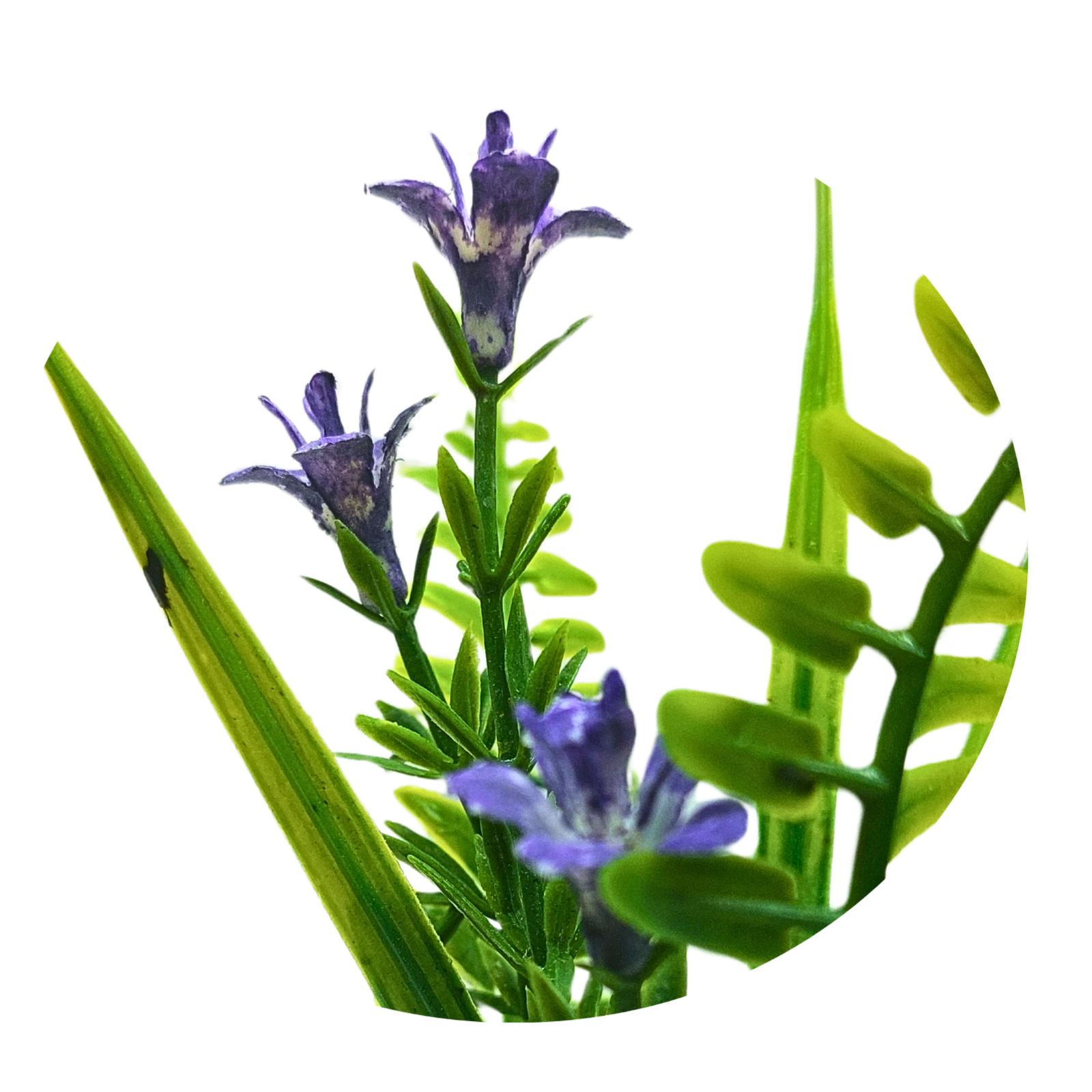 Purple Flowered Fern - Image 4