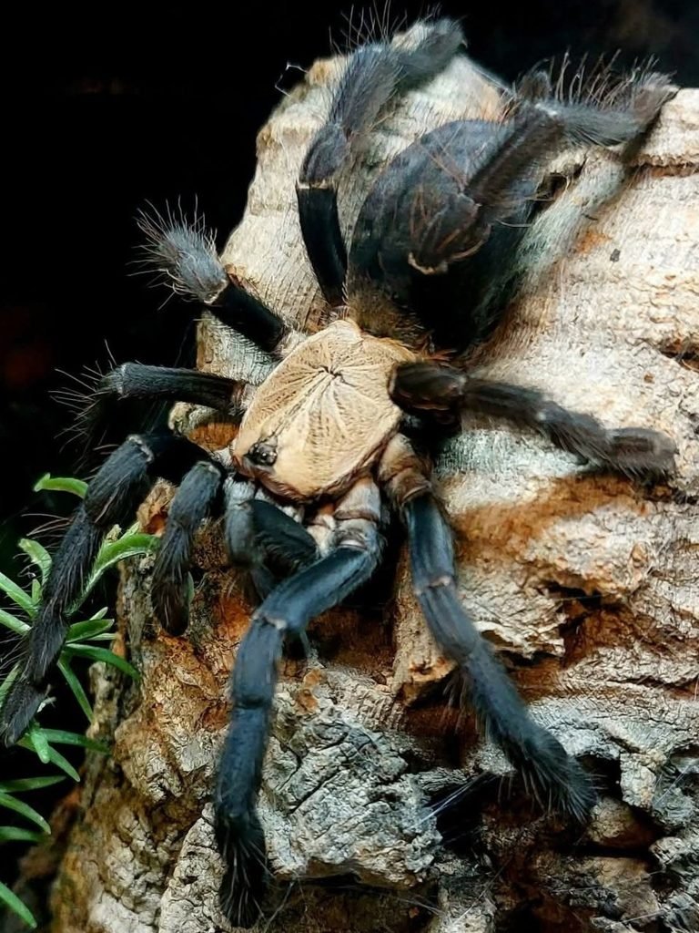 Phormingochilus hatihati - Purple Earth Tiger
Link to product page