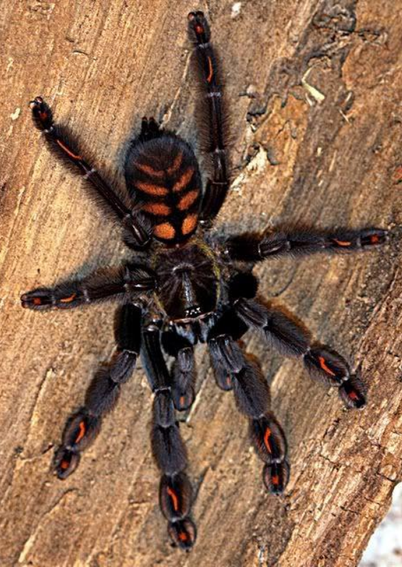 Psalmopoeus irminia