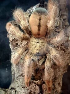 Psalmopoeus pulcher - Panama Blonde.
Link to product page