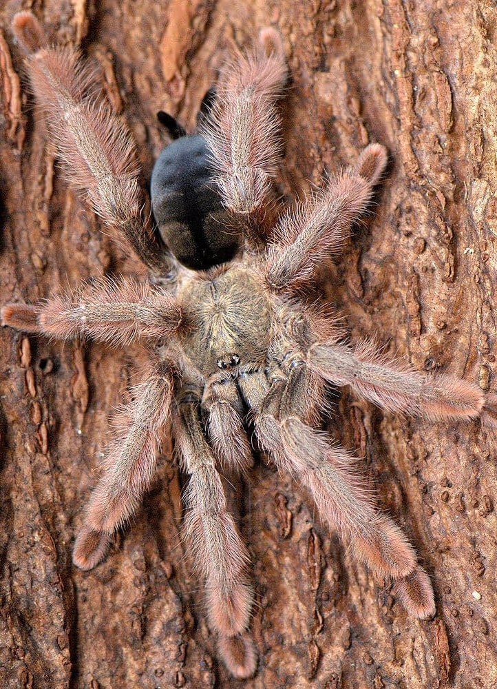 Psalmopoeus pulcher