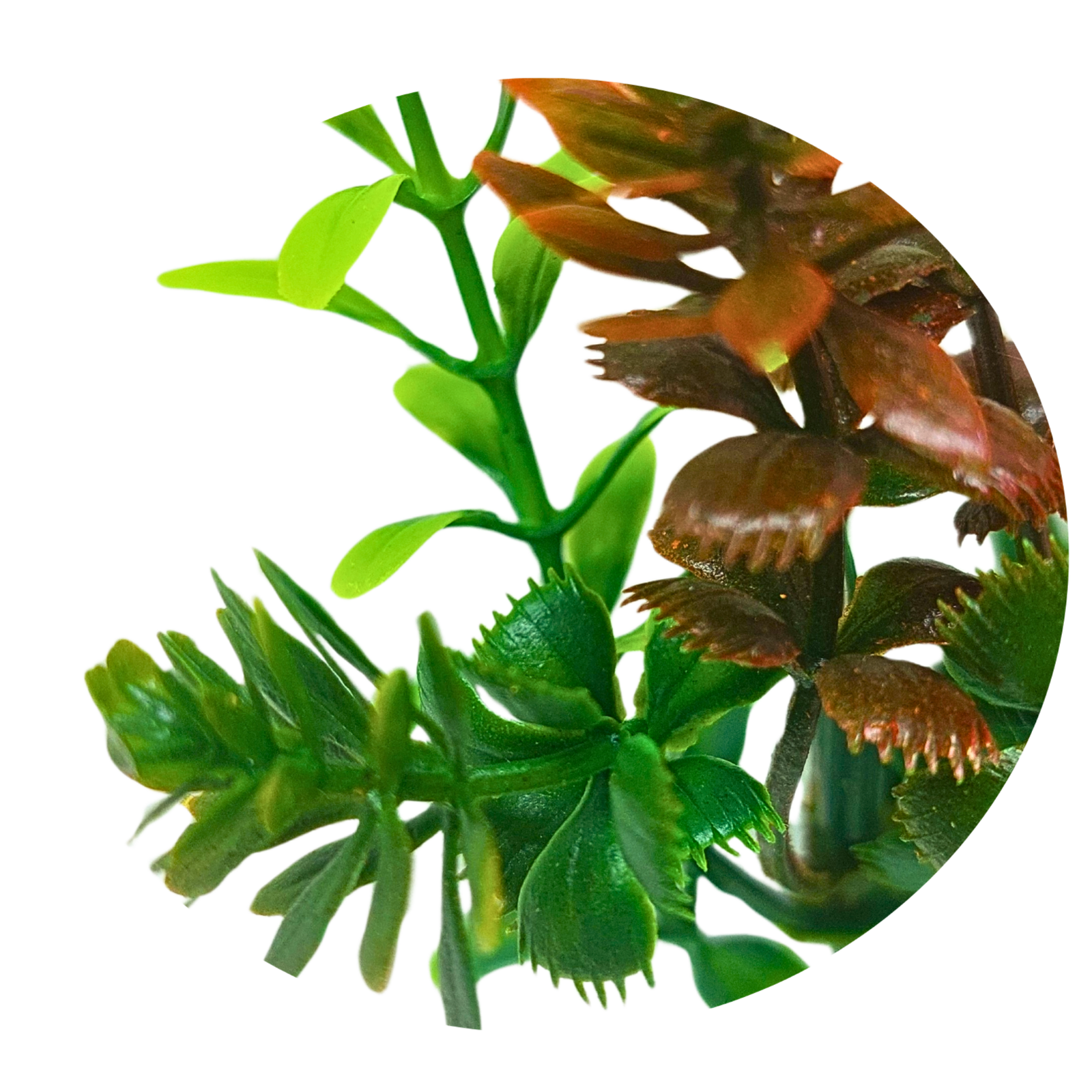 Rustic green shrub - Image 3
