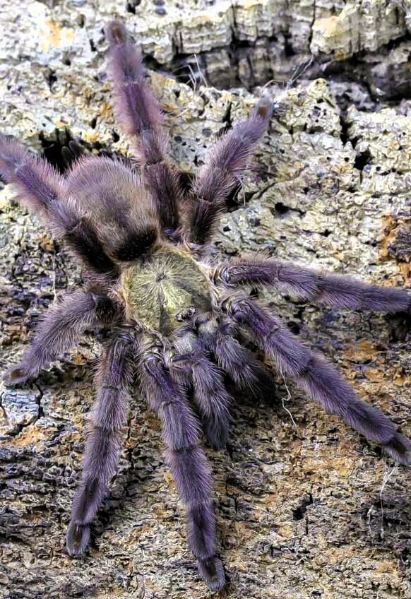 Tapinauchenius rasti