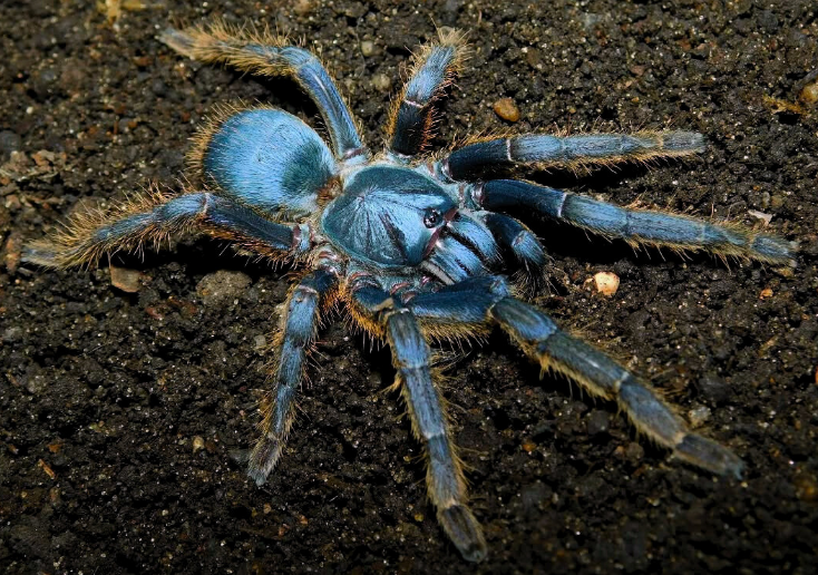 Ornithoctoninae sp. “Vietnam Silver” (5cm)