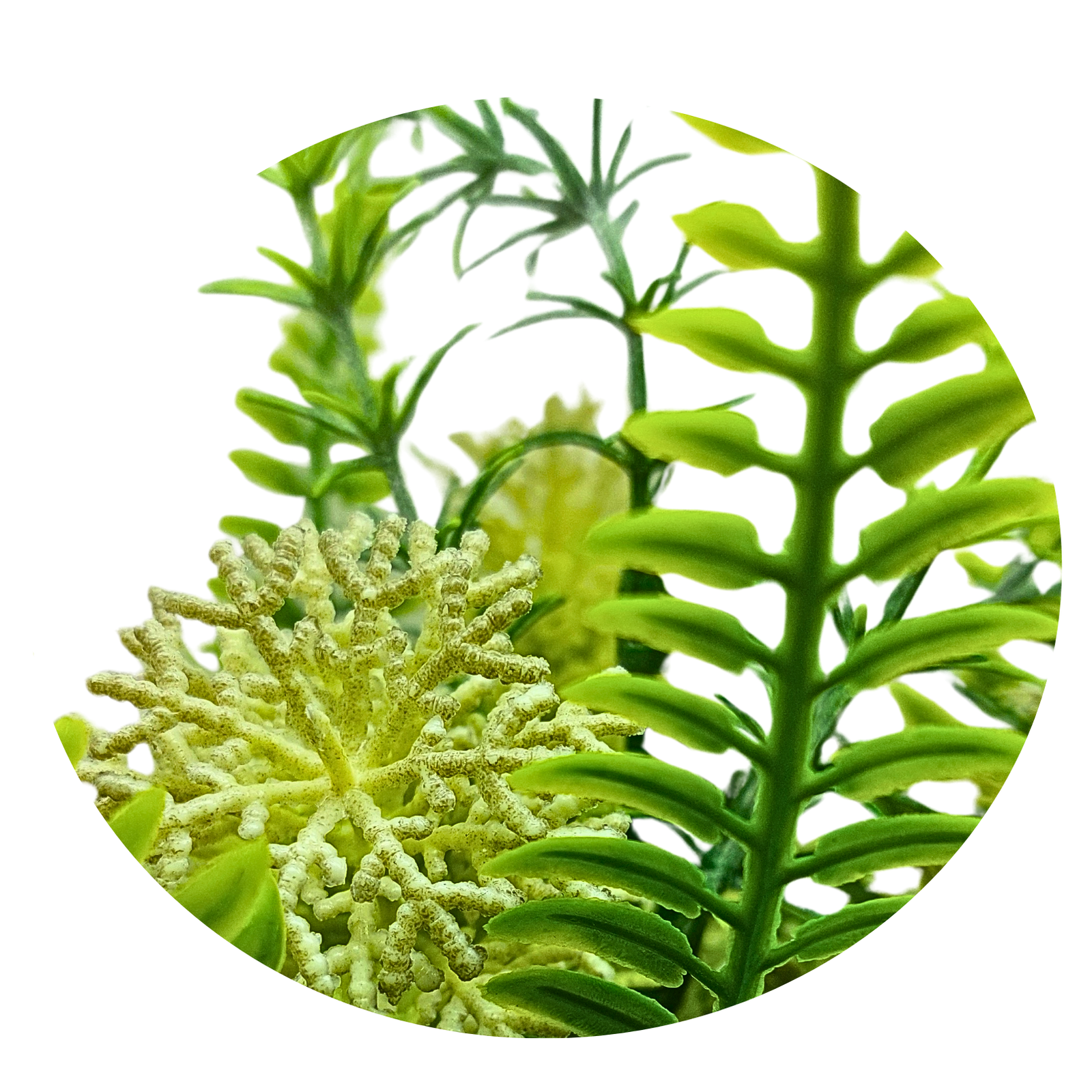 Yellow bloom fern - Image 3