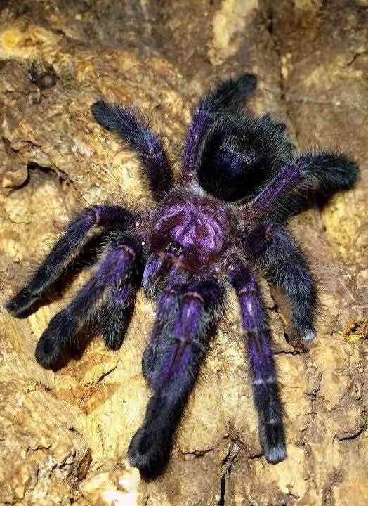Avicularia purpurea