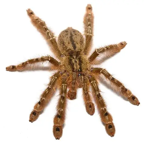 Stromatopelma calceatum