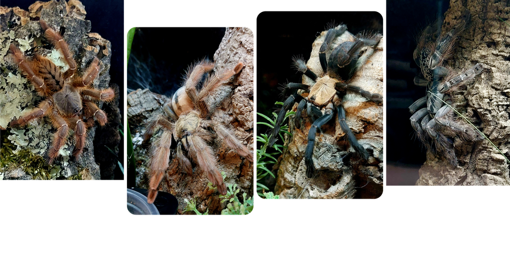 A-Rufus P-pulcher P-hatihati H-Maculata