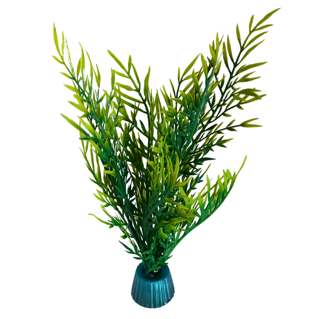 Green bushy fern
