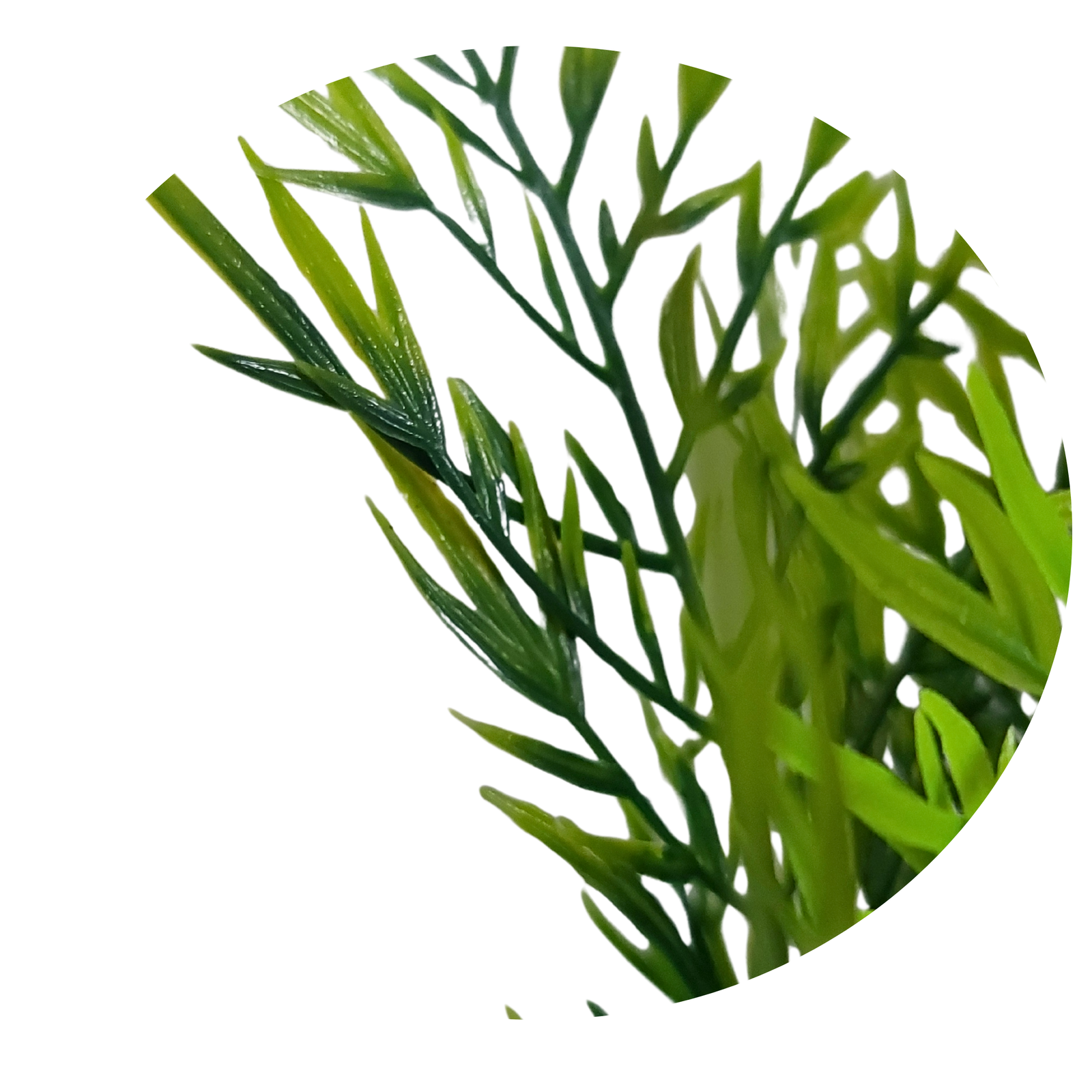 Green bushy fern - Image 3