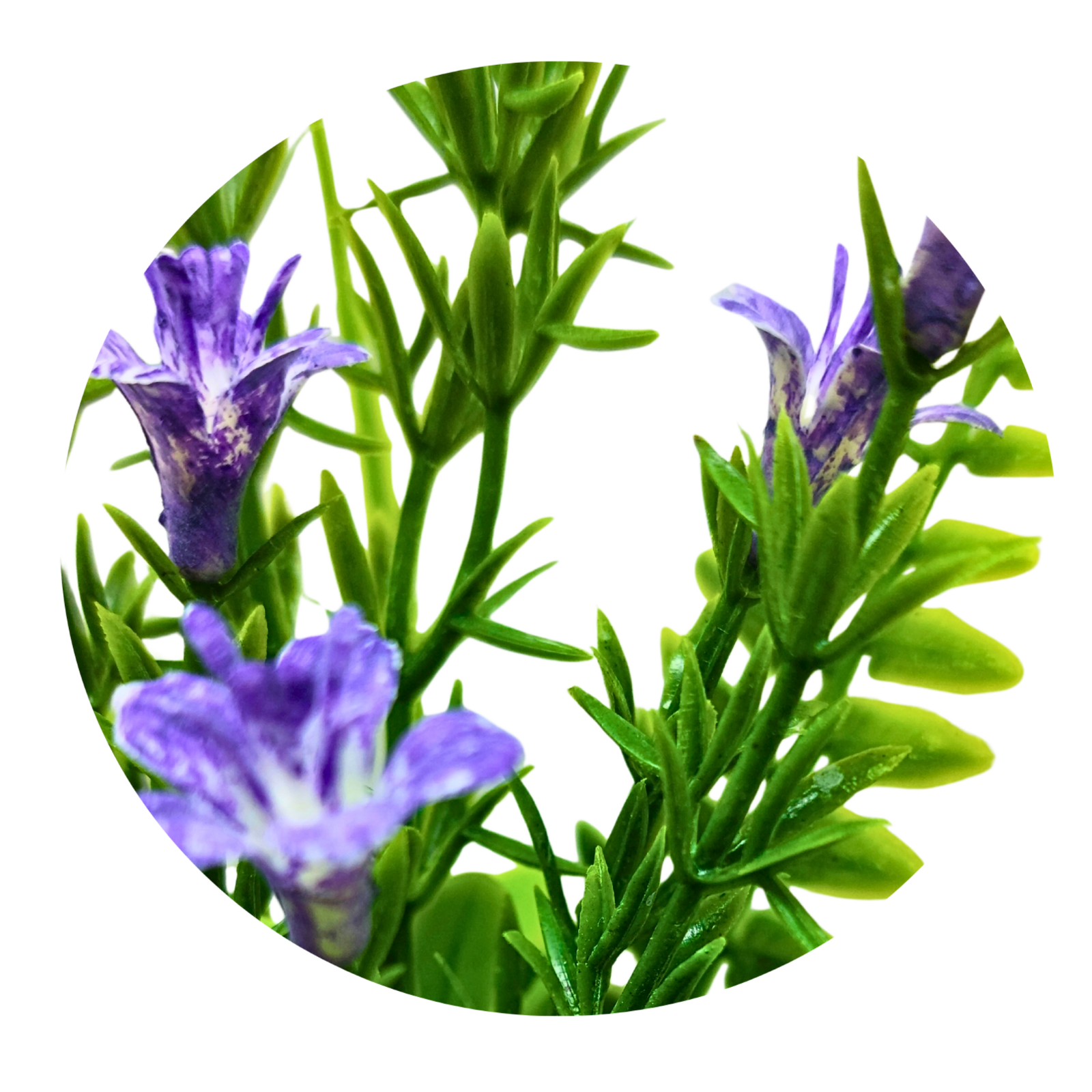 Large Purple Flowered Fern - Image 3