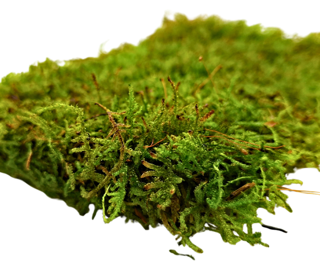 Live Carpet moss