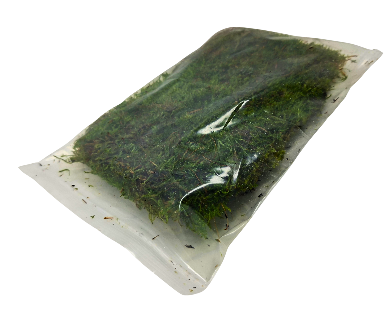 Live Carpet moss - Image 4