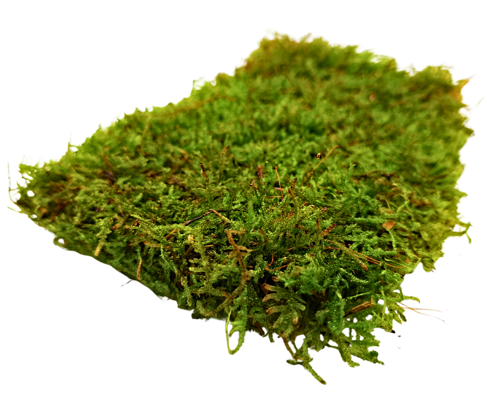 Live Carpet moss - Image 2