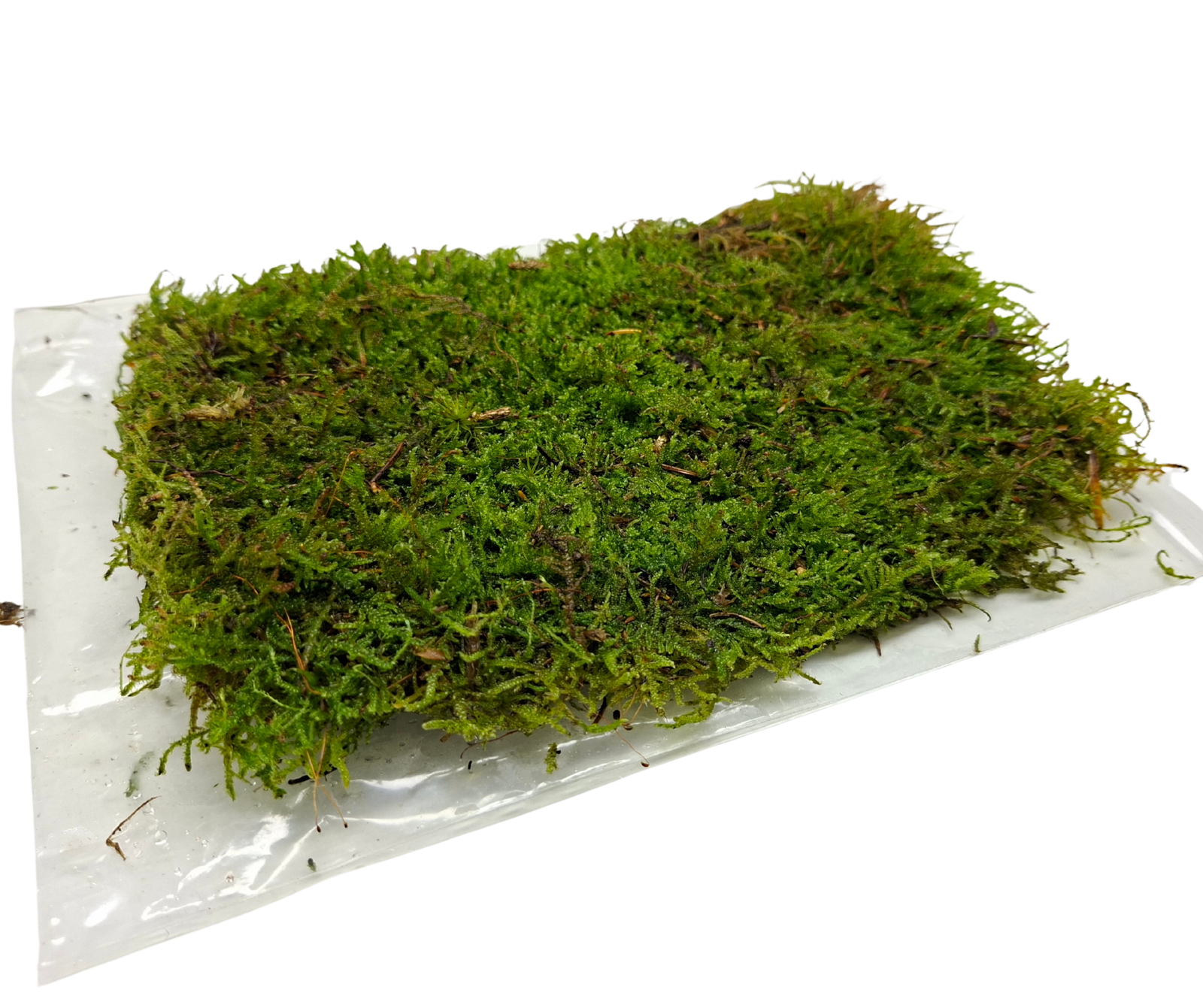 Live Carpet moss - Image 3