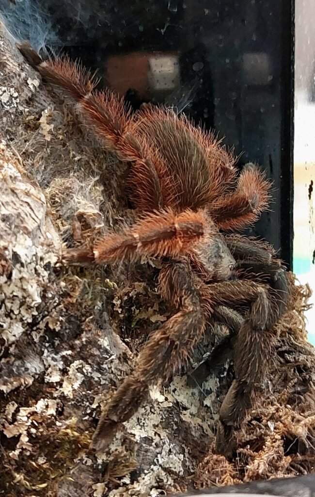 Psalmopoeus victori
